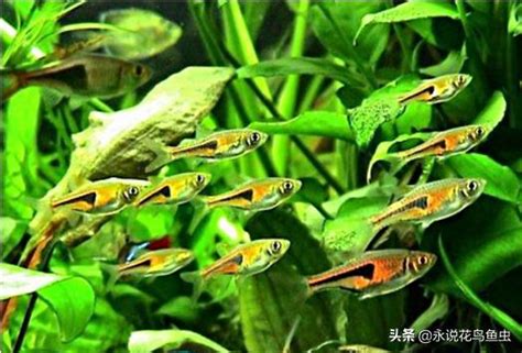 好養的小魚